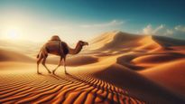 How Camels Survive In The Desert Without Water