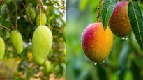 மாங்காய் Vs. மாம்பழம்: இந்த இரண்டில் எது உண்மையில் ஆரோக்கியமானது தெரியுமா? உங்களுக்கு பிடிச்சது எது?