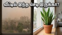 வீட்டில் இந்த செடிகள் இருந்தா போதும்… காற்று சுத்தமாகும், பணமும் அதிர்ஷ்டமும் தானாக வரும்!