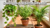 வாஸ்து செடிகள்: கோடை வெயிலில் வீட்டை குளிர்ச்சியாக வைத்து அதிர்ஷ்டத்தை அள்ளுவது எப்படி?