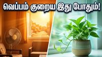 கோடை வெப்பத்தை சமாளிக்க இந்த வாஸ்து ரகசியங்கள் தெரியுமா? வீட்டை குளிர்ச்சியாக வைத்து அதிர்ஷ்டத்தை அள்ளுங்கள்!
