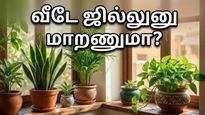 வெயில் கொடுமையா? இந்த 4 செடிகள் இருந்தா போதும்… வீடே ஏசி போல ஜில்லுனு இருக்கும்!