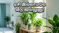 வெயில் கொடுமையா? இந்த 5 செடிகள் இருந்தா வீடு ஏசி இல்லாமலே ஜில்லுனு இருக்கும்!