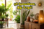 Best Indoor Plants For Home Cooling Vastu Tips 2026 011