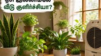 Best Indoor Plants For Summer Cooling Vastu Tips 2026 011