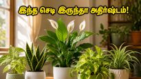 Best Indoor Plants For Summer Vastu Tips 2026 011