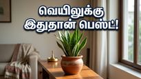 Best Vastu Plants For Home Cooling And Air Purification 2026 011
