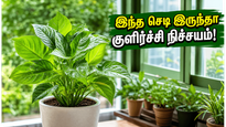 Best Vastu Plants For Home Cooling And Positive Energy 2026 011