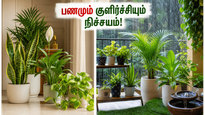Best Vastu Plants For Home Cooling Prosperity 2026 011