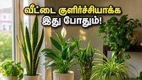 Best Vastu Plants For Home Cooling Summer 2026 011