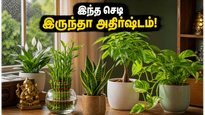 Best Vastu Plants For Home Prosperity And Cooling Tips 2026 011