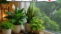 Best Vastu Plants For Home Rainy Season Tips 2026 011