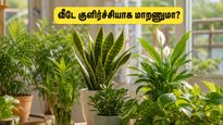 Best Vastu Plants For Summer Cooling And Prosperity Tips 2026 011