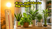 Best Vastu Plants To Keep Home Cool Summer 2026 011