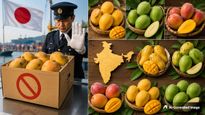 இந்திய மாம்பழங்களுக்கு தடை விதித்த ஜப்பான்: உலக புகழ்பெற்ற இந்திய மாம்பழ வகைகளும்.. அவற்றின் பிறப்பிடமும்..