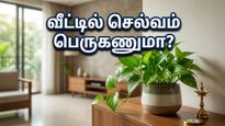 Lucky Plants Vastu Tips Delhi Rain 2026 011
