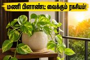 Money Plant Vastu Tips For Summer 2026 Home Prosperity 011