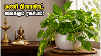Money Plant Vastu Tips For Wealth Adhika Masam 2026 011