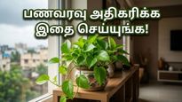 Money Plant Vastu Tips For Wealth And Luck May 2026 011