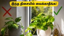 Money Plant Vastu Tips Summer Placement Rules 2026 011