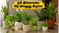 Vastu Indoor Plants For Summer Cooling Tips 2026 011