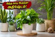 Vastu Plants For Home Air Purification Tips 2026 011
