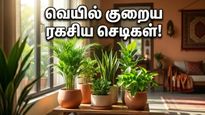 வீட்டில் இந்த செடிகளை வையுங்க… கோடை வெயில் பறந்து போகும், பணமும் கொட்டும்!