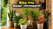 மழைக்காலத்தில் வீட்டில் இந்த செடிகளை வைத்தால்… பணமும் அதிர்ஷ்டமும் தானாக தேடி வரும், தெரியுமா?