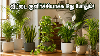 Vastu Plants For Summer Cooling And Wealth Tips 2026 011