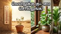 Vastu Tips For Home Cooling Plants 2026 011