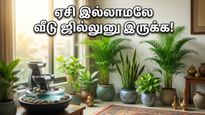 Vastu Tips For Indoor Plants To Keep Home Cool In Summer 2026 011