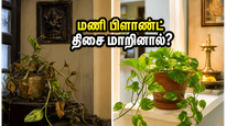 Vastu Tips For Plants Monsoon Season Money Plant Placement 2026 011