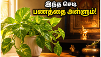 Vastu Tips For Plants To Keep Home Cool And Attract Wealth Summer 2026 011