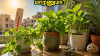 Vastu Tips To Keep Home Cool In Summer 2026 Natural Cooling Methods 011
