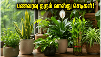 மழைக்காலத்தில் வீட்டில் இந்த செடிகளை வைத்தால் போதும்… வாஸ்து தோஷம் நீங்கி பணவரவு கொட்டும்!