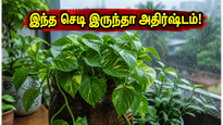 மழைக்காலத்தில் வீட்டில் இந்த செடிகள் இருந்தா… பணவரவு அதிகரிப்பதோடு ஆரோக்கியமும் கூடும், தெரியுமா?