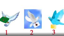 Bird Personality Test Select A Bird And See What Will Happen To You In Next 3 Days