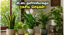 ஜூன் மாத வானிலை மாற்றமா? இந்த 5 வாஸ்து செடிகள் இருந்தா வீடே குளிர்ச்சியாகவும் அதிர்ஷ்டமாகவும் மாறும்!
