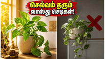 வீட்டில் செல்வம் பெருகணுமா? வாஸ்து சாஸ்திரம் சொல்லும் இந்த செடிகளை சரியான திசையில் வையுங்கள்!