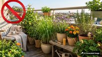 Keep These Mosquito Repellent Plants In Balcony To Get Rid Of Mosquitoes Naturally