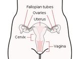 స్త్రీ జననేంద్రియ వ్యవస్థ ఎలా వుంటుంది?