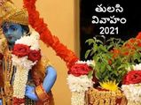 Tulsi Vivah 2023: ఉసిరితోనే తులసి వివాహం ఎందుకు జరుగుతుందో తెలుసా...