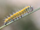 Hairy caterpillar rash:ఈ పురుగు కుడితే ప్రమాదమా? దాని నుండి ఎలా తప్పించుకోవాలి?