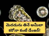 దక్షిణ కొరియాలో అరుదైన ఇన్ఫెక్షన్.. మెదడును తినే ఆ ఇన్ఫెక్షన్ ఎంత ప్రమాదకరం?