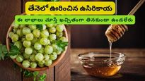 Health Benefits Of Amla: ఉసిరికాయను తేనెలో నానబెట్టి తింటే బరువు తగ్గడంతో పాటు మరిన్ని ఆరోగ్య ప్రయోజనాలు