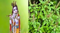 మహాలక్ష్మి కొలువై ఉండే తులసి.. కృష్ణుడికి ఇష్టమైన తులసిని పూజిస్తే ఐశ్వర్యం మీ వెంటే ఉంటుంది.