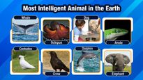 ఈ భూమిపై అత్యంత తెలివైన జంతువులు, వాటికి సంబంధించిన ఆసక్తికరమైన విషయాలు...