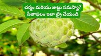 Sitaphala: చర్మం మరియు జుట్టు సమస్యకు సీతాఫలం ఇలా ట్రై చేయండి అద్భుతమైన మార్పు చూడండి..