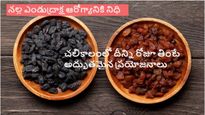 చలికాలంలో నలుపు ఎండు ద్రాక్ష తప్పని సరిగా తినాలి ఎందుకో తెలుసా?ఆశ్చర్యం కలిగించే ప్రయోజనాలున్నాయి..