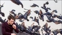 Pigeon Droppings: పావురమే కదా అని దగ్గరికి వెళ్ళారో ప్రాణాంతక వ్యాధులు కొని తెచ్చుకున్నట్లే